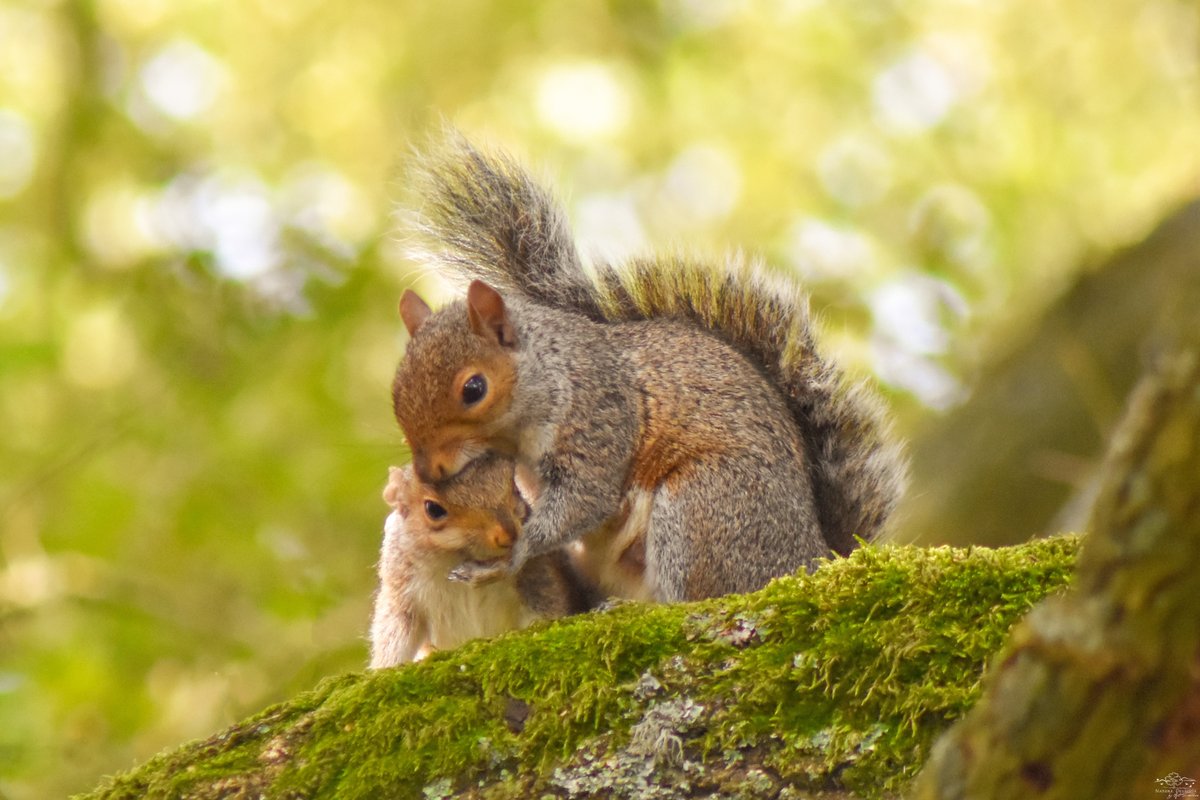 byNatDavidson's tweet image. While walking through the woodland, the sound of scampering in the trees caught my attention;I looked up and saw two beautiful squirrels.They were playfully chasing each other,stopped to kiss, then cuddled affectionately. They didn't mind my presence;in fact, they happily posed.