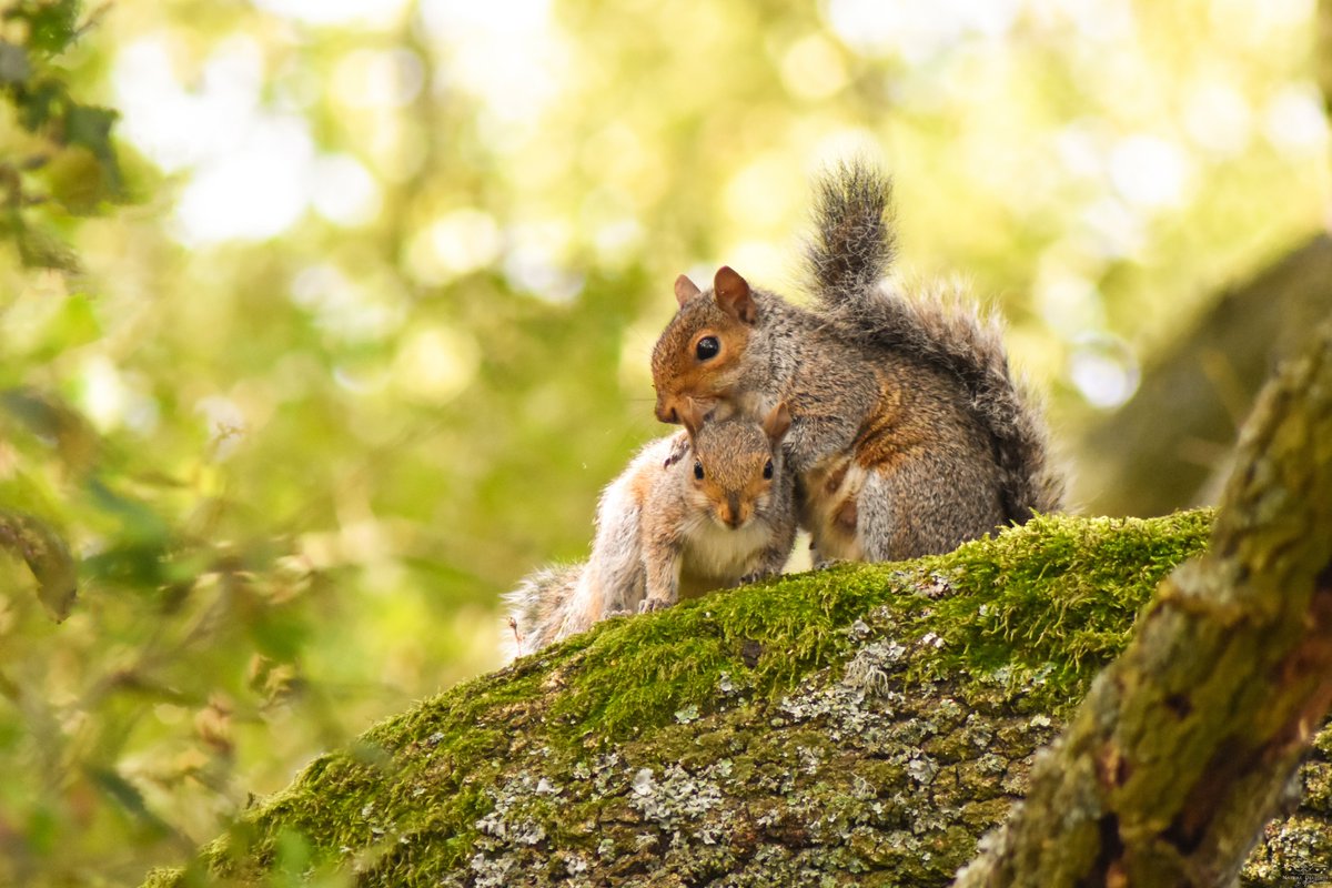 byNatDavidson's tweet image. While walking through the woodland, the sound of scampering in the trees caught my attention;I looked up and saw two beautiful squirrels.They were playfully chasing each other,stopped to kiss, then cuddled affectionately. They didn't mind my presence;in fact, they happily posed.