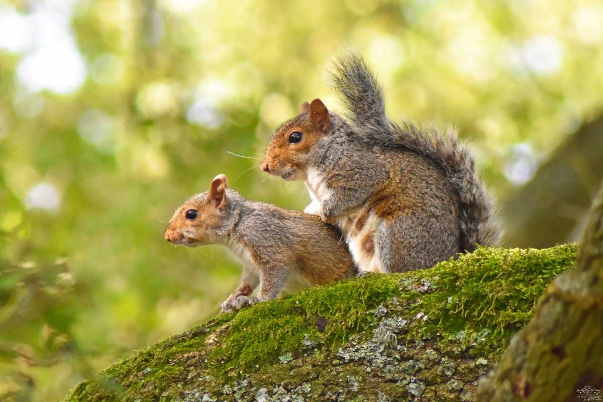 byNatDavidson's tweet image. While walking through the woodland, the sound of scampering in the trees caught my attention;I looked up and saw two beautiful squirrels.They were playfully chasing each other,stopped to kiss, then cuddled affectionately. They didn't mind my presence;in fact, they happily posed.
