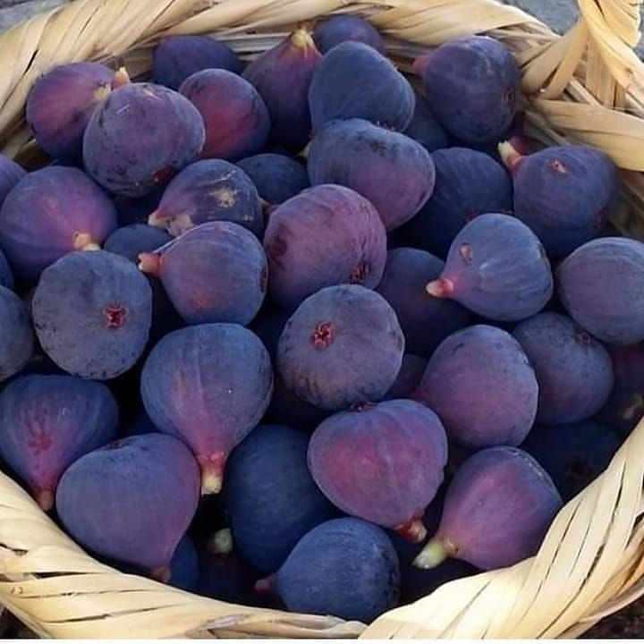 lavieestbelIe's tweet photo. figs 💜 https://t.co/yMy3cQQFSK