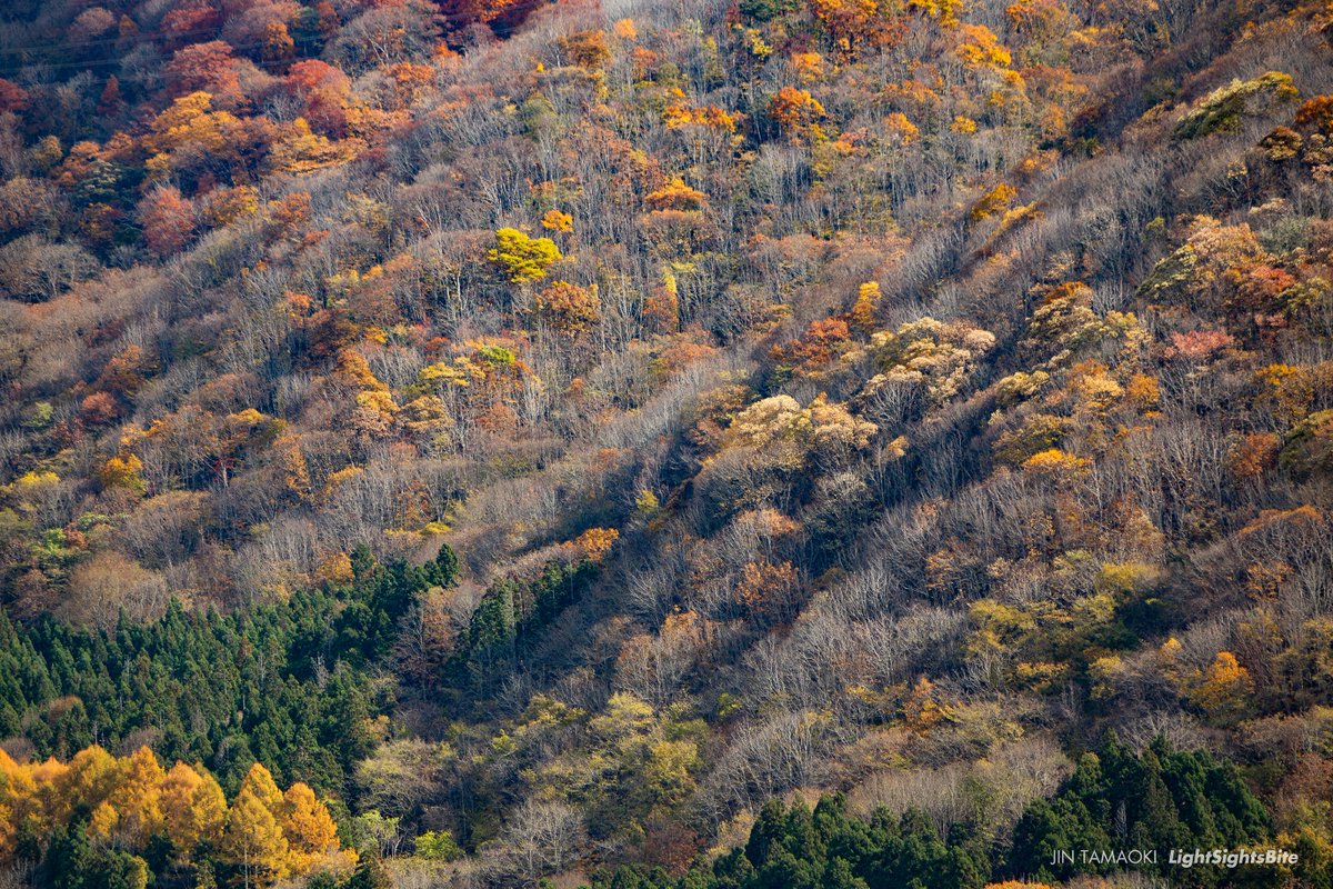 w650_jin's tweet photo. 紅葉。熊いそう https://t.co/E9lZJfoTco