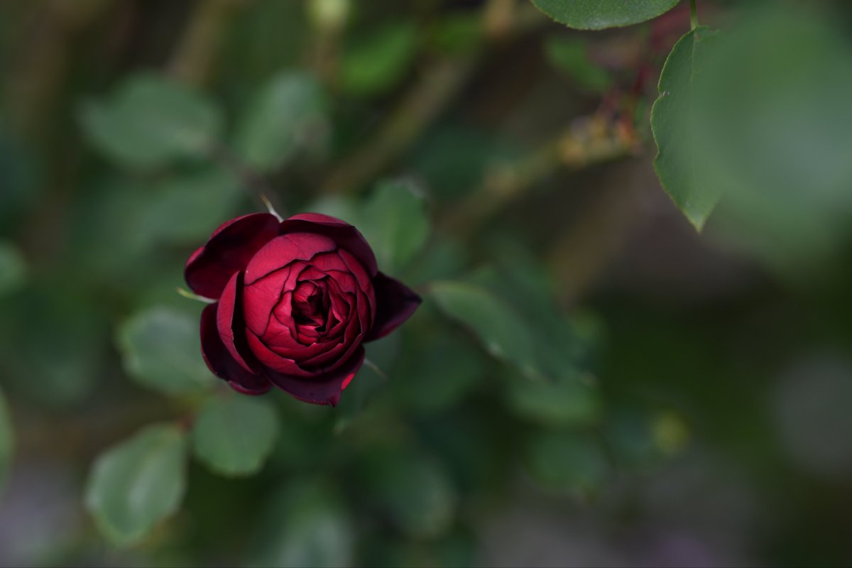 📸kazumi (@zf1118kazumi) / Posts / X