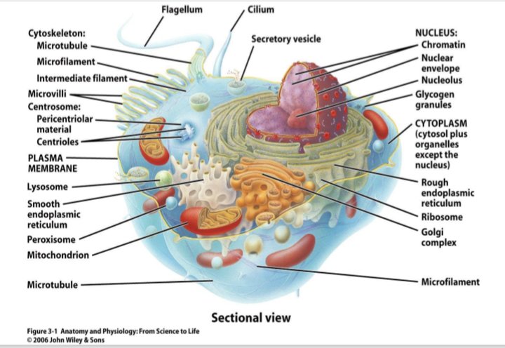 medicoaware's tweet photo. Cell components https://t.co/SHv72w9YBj