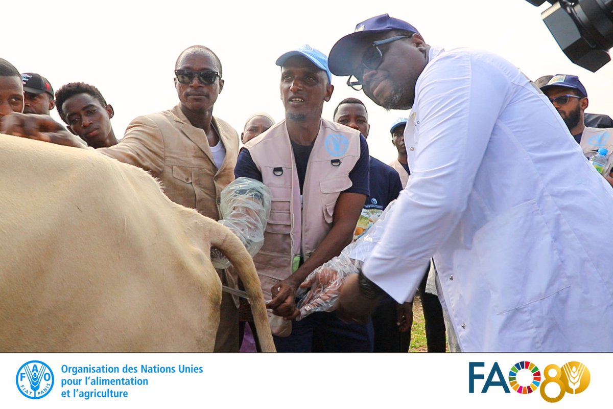 #FAOGN &amp; <a href="/ElevageGuinee/">Ministère de l'Elevage de Guinée</a> lancent officiellement le programme pilote d’insémination artificielle bovine en Guinée.
1⃣0⃣0⃣0⃣ vaches seront inséminées dans 6 préfectures pour booster la production laitière &amp; réduire les importations.
#BetterProduction
🐄🥛