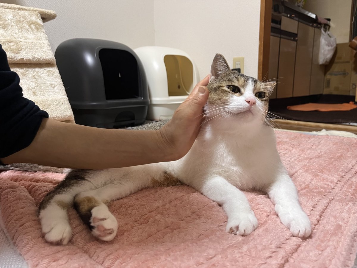 おはよう御座いますニャン😻🐈💖💖土曜日だけど、
パパ👨お仕事ですニャン🚚🚚
ママ👩とお留守番しますニャン👍👍