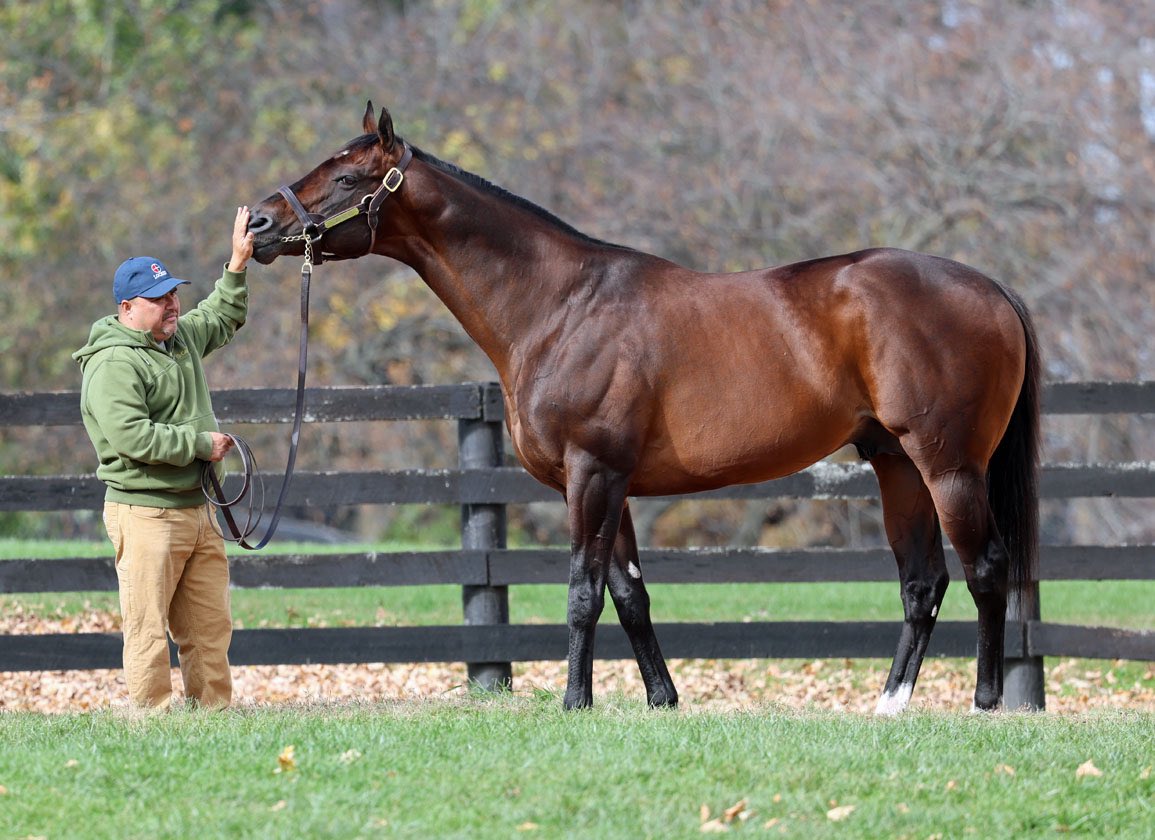 McKinzie having some fun with his groom, Jesus, while waiting his turn to show for breeders at the <a href="/Gainesway/">Gainesway</a> Open House this week. 

The son of Street Sense is a top second-crop sire in 2025 with three Grade I winners.