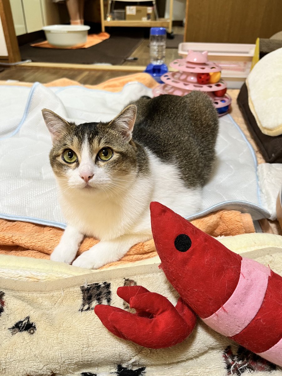 パパ👨明日は、お休み🎌だから、
いっぱい遊ぼうニャン🩷🩷