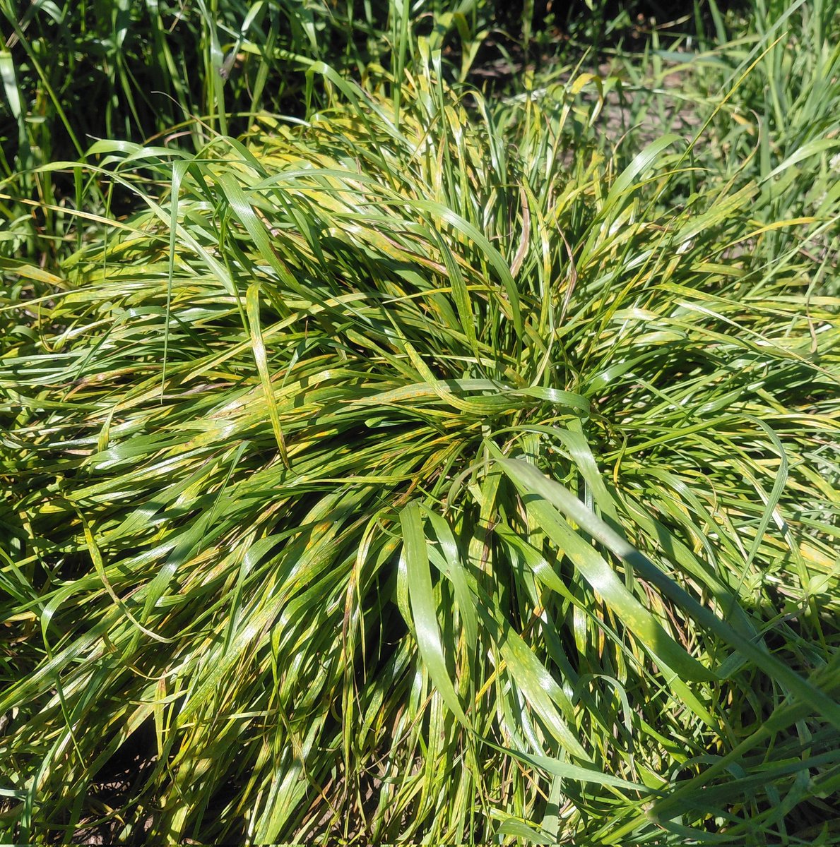 Raigras perenne. Mejora de sanidad, producción y longevidad. <a href="/INIA_UY/">INIA URUGUAY</a> #forrajeras