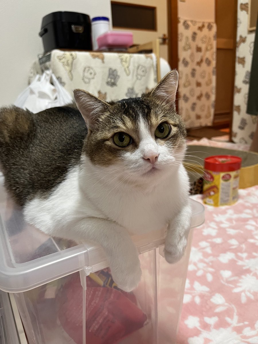 今朝は8℃ですニャン😿😿
パパ👨
猫🐈🐱ちゃん部屋の
エアコンも、新しいの買ってね😻
エアコンも、壊れたニャン😿😿
今は、隣の部屋のエアコンが
頑張ってるニャン👍👍😻