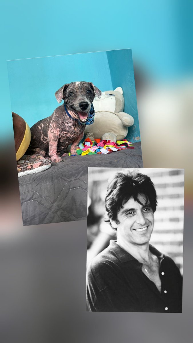 <a href="/NiallHarbison/">Niall Harbison</a> I mean...Little Al Pacino is the sexiest dog on the planet! 🔥

As Pacino once said:
~"Every dog has his day."~

You've made that truer than ever many times over, <a href="/NiallHarbison/">Niall Harbison</a>!
❤️✨️🐾

Little Al Pacino's future looks bright! 😎

Thank you, Niall and Team! 
❤️🐾❤️