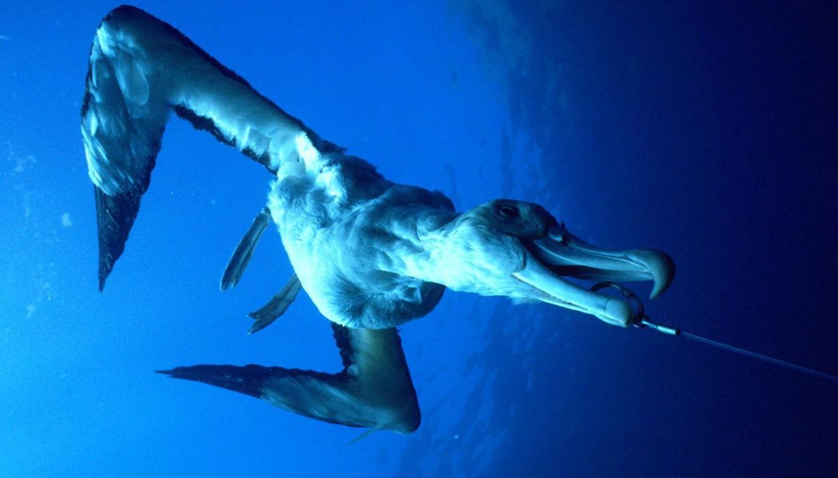 Steffen Oppel tweet media