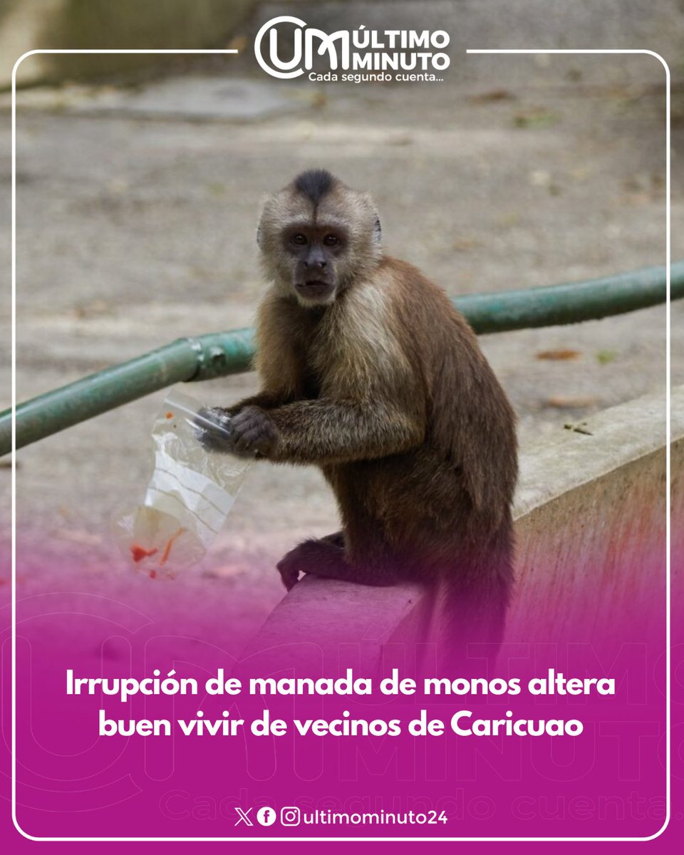 ultimominuto24's tweet image. La presencia de estos animales en zonas urbanas no es nueva. En diciembre de 2024, vecinos de El Paraíso denunciaron la aparición de un mono capuchino que recorría los techos de las casas.
instagram.com/p/DRDBck-iYsM/

#caracas #carcuao #monos