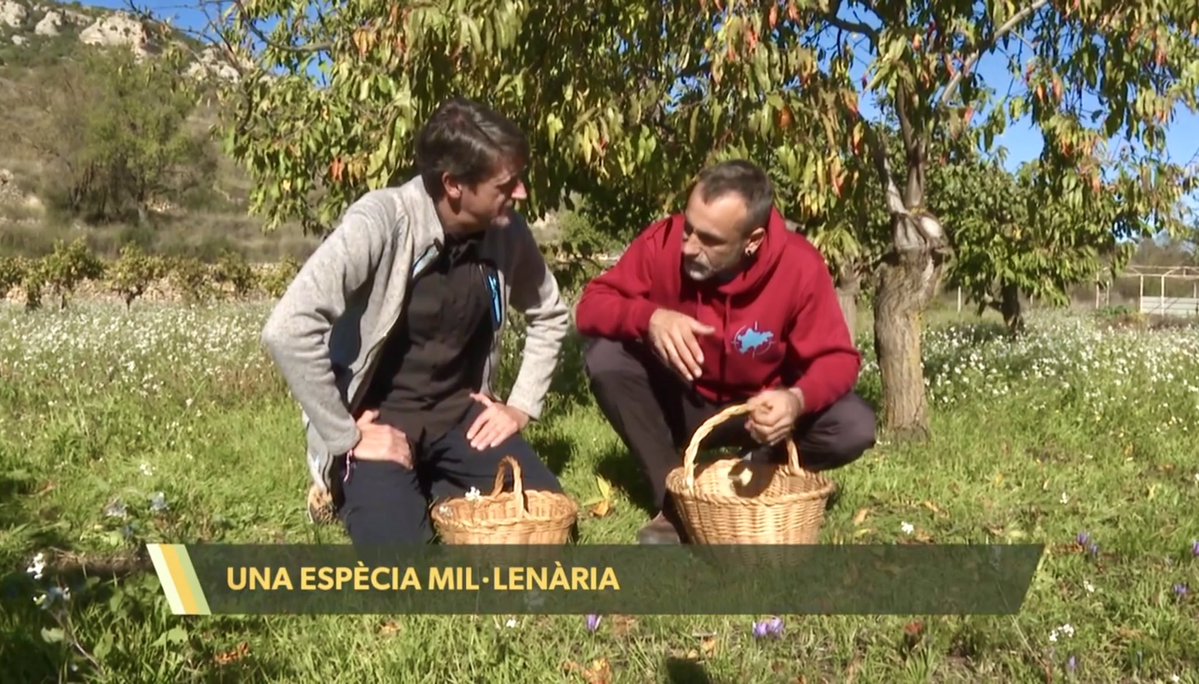 codeposa's tweet image. Aquesta setmana un càmera de Comunicacions dels Ports ha rodat aquest reportatge per a La Via Verda d’À Punt
🎥
▸ apuntmedia.es/programes/la-v…