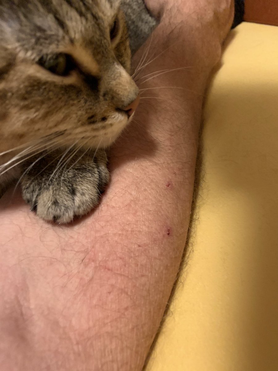 Hauerg's tweet image. The #Perforator strikes again