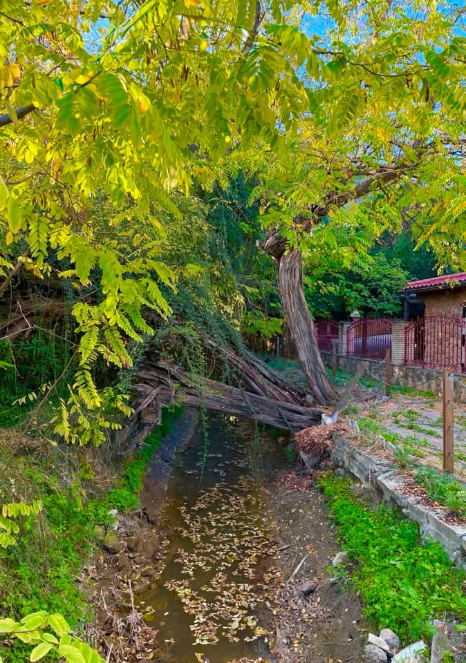 "Acequia de la Andelma" en otoño.
📸 Fernando Galindo
Cada hoja que cae nos enseña que dejar ir, también es belleza 🍁 

#turismoruralmurcia
#ruralmur
#turismoslow
#TurismoRegióndeMurcia #RegióndeMurciatehacefeliz
#ValledeRicote