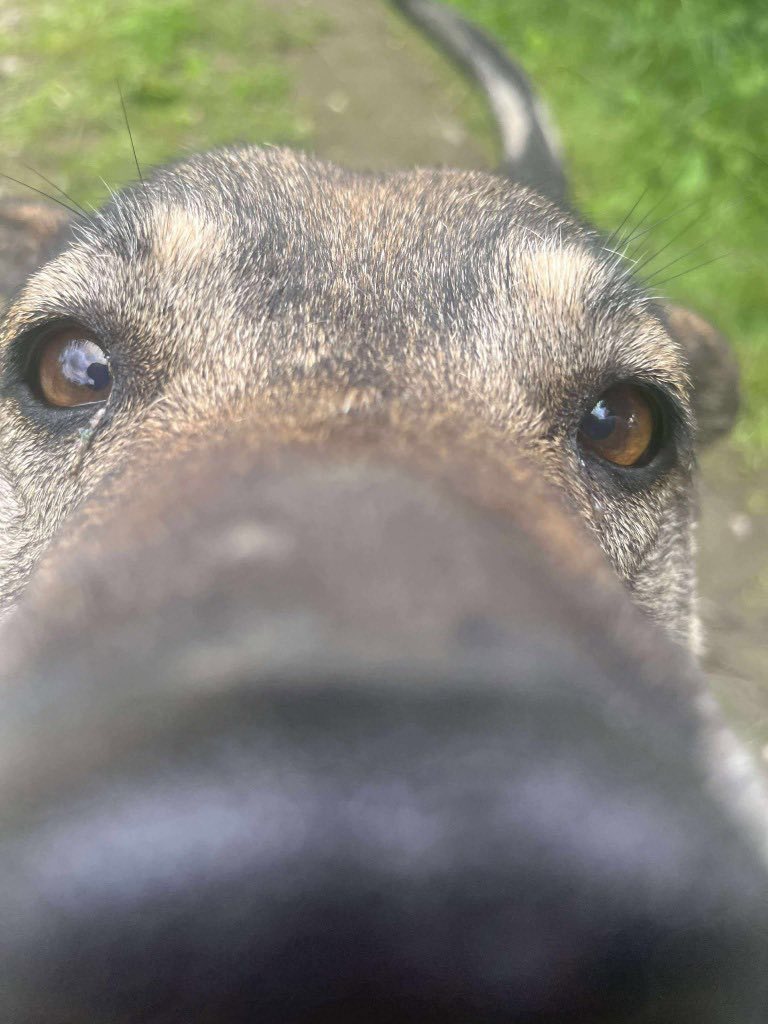 Jamie is 13 years old.
He's spent three years in our Romanian shelter.
Three winters.
Three birthdays.

He's a gentle giant who adores people, is amazing with dogs, can live with kids 10+ and loves cats.
He's so affectionate and grateful for fuss.

Apply: pawprints2freedom.co.uk/apply-to-adopt…