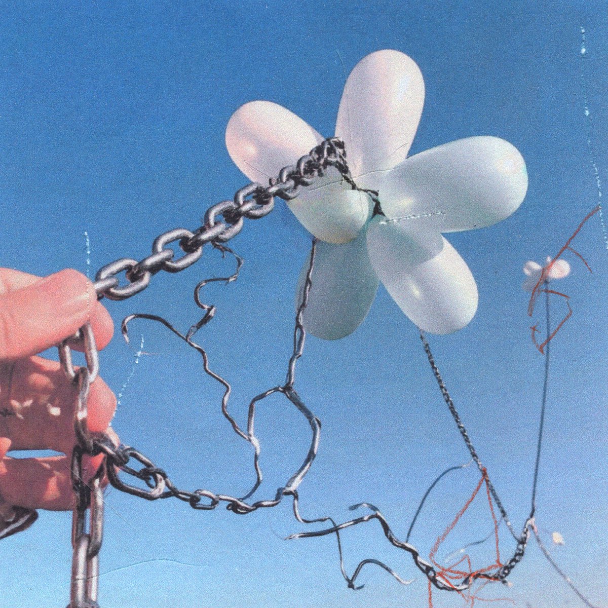 Daisy Chain tweet media