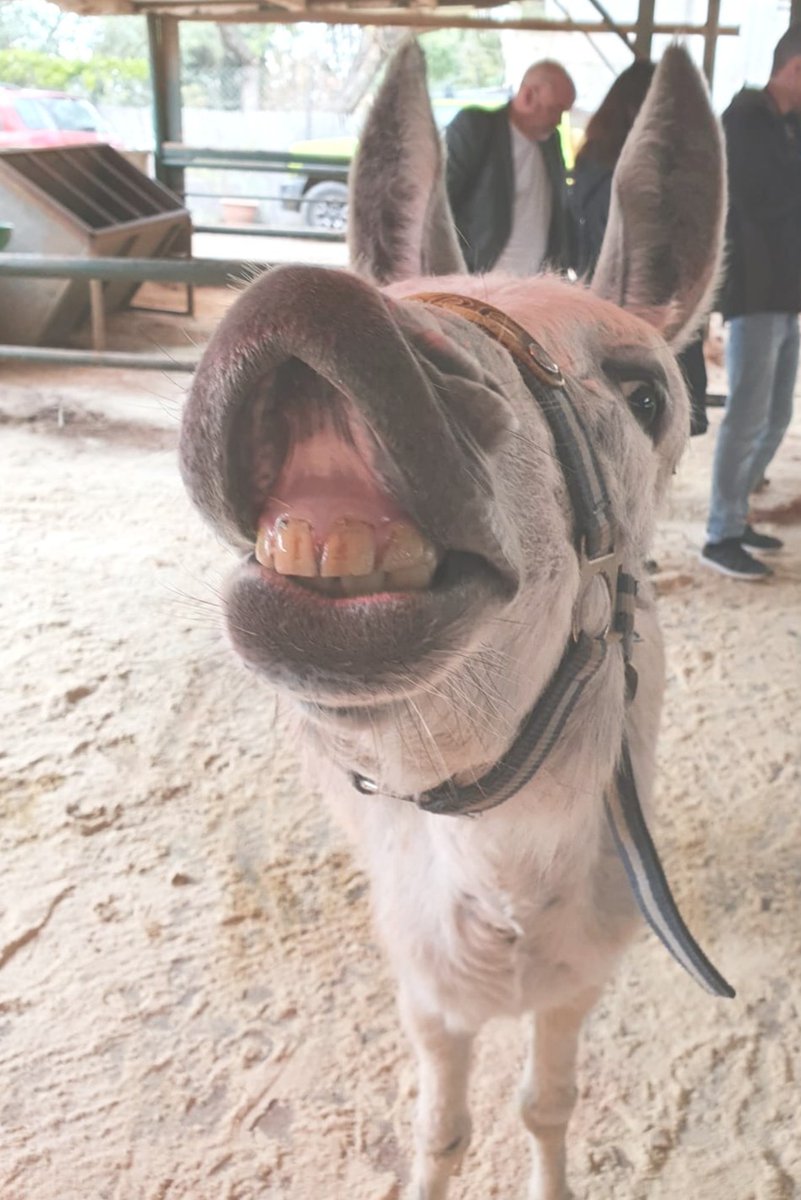 🧀📸 Say cheese! 😂 This rescued donkey at our sanctuary in Israel