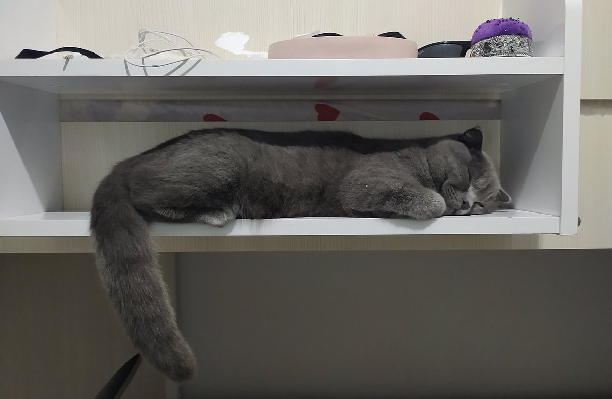 Olum sen ne sorunlu bi kedisin ya uyudugu yere bak