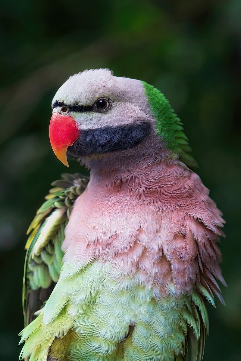 usepettify's tweet photo. Any parrot lover in the house?
Parrots π¦ are cute
Find parrot lovers on Pettify.
Buy & Sell all kinds of pets and accessories on Pettify
Vendor- Sign up for free on https://t.co/5ebCujo7pq
Buyers- Download the mobile app and shop with ease.
#parrotlife #petparrot #Pettify https://t.co/AmdG2NwVQK