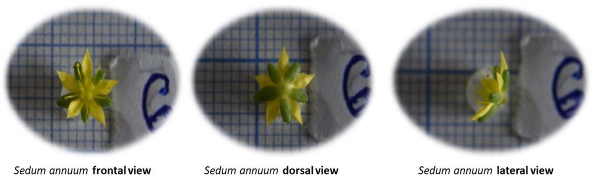 MPs_MDPI's tweet image. 🌱 2024 study presents a digitized method for plant morphometry, using image processing to improve measurement accuracy in Sedum species. A scalable approach for taxonomy and biodiversity research.

Read more: mdpi.com/2409-9279/7/4/…

#Botany #PlantScience #ImageProcessing