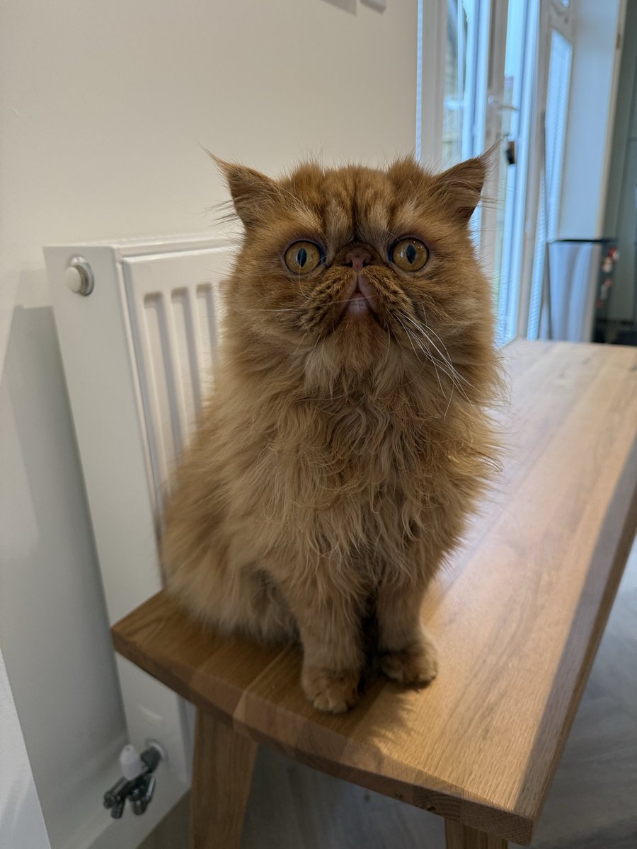 Teddy, Pumpkin Pie & Magic tweet media