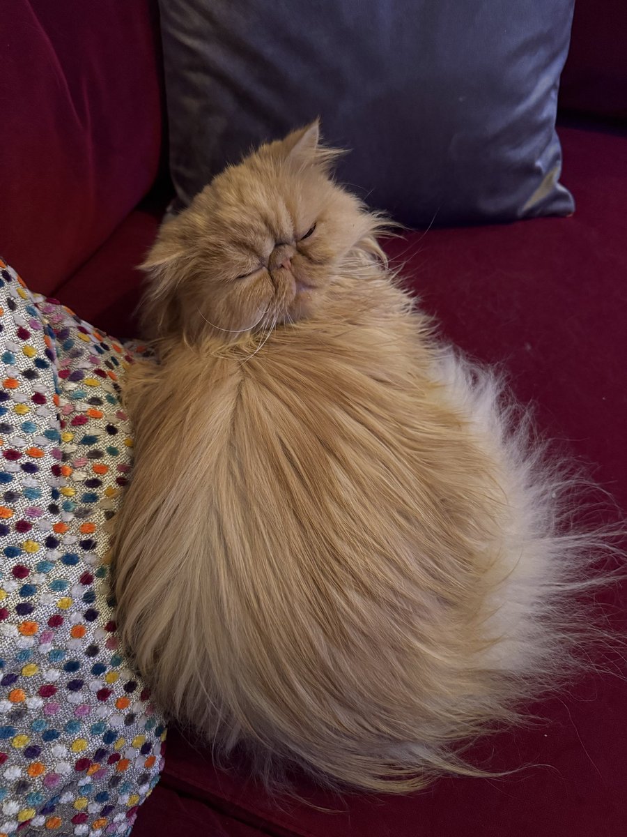 Teddy, Pumpkin Pie & Magic tweet media