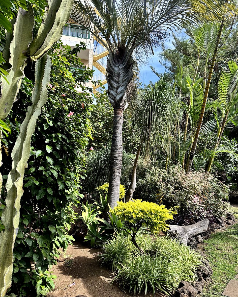 ¿Conoces el jardín musical del BLUESEA Costa Jardin Spa? Donde los sonidos y la tranquilidad se mezclan para crear el ambiente perfecto. 🌿✨🎶

#blueseahotels #blueseacostajardinspa #jardinmusical #tenerife #takemethere