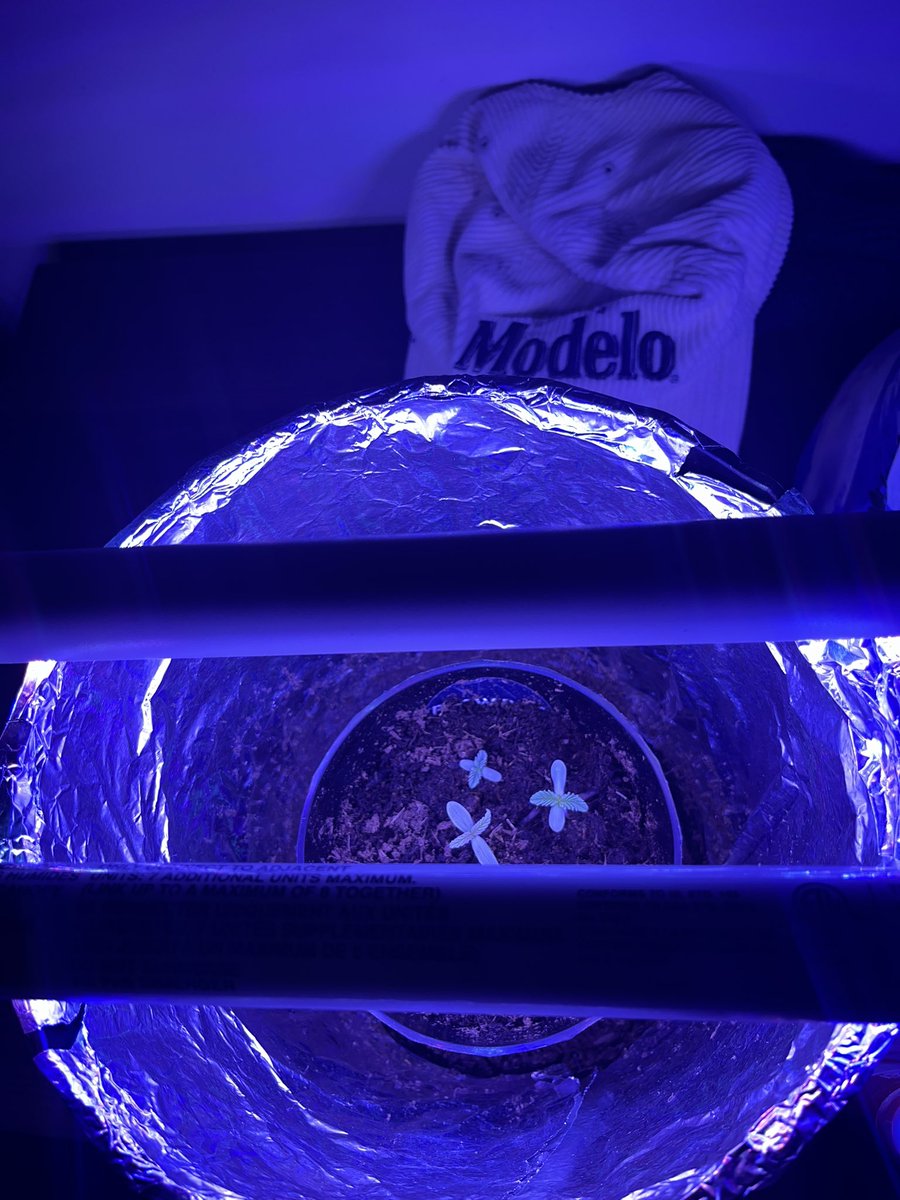 Burgundy’s Bud and Co.  #LANK