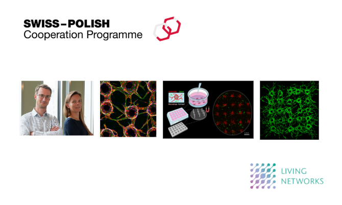 ICHF_PAN's tweet photo. 🎉 Congratulations to Dr. Jan Guzowski and Living Networks on ranking 1️⃣ out of 143 proposals and securing support within the 🇨🇭🇵🇱 Swiss–Polish Cooperation Programme (#SPPW2025)!
➤ https://t.co/58liZjlliE
#IChF #LivingNetworks #NCBR #EUResearch #CancerResearch https://t.co/gnlWSwIBlf