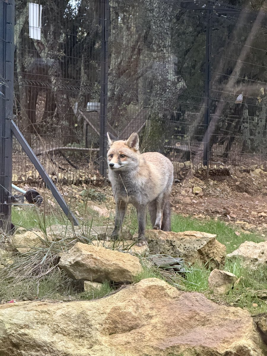 Maevaharault_'s tweet photo. Pas mal les colocs pour la nuit 🦊 #domaineeiwah https://t.co/Nhj46VbCN8