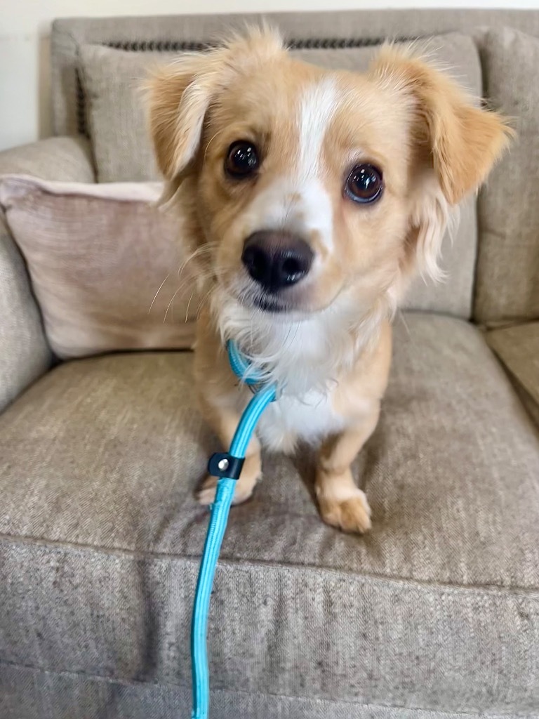 Los Angeles Dogs For You! 🐶 tweet media