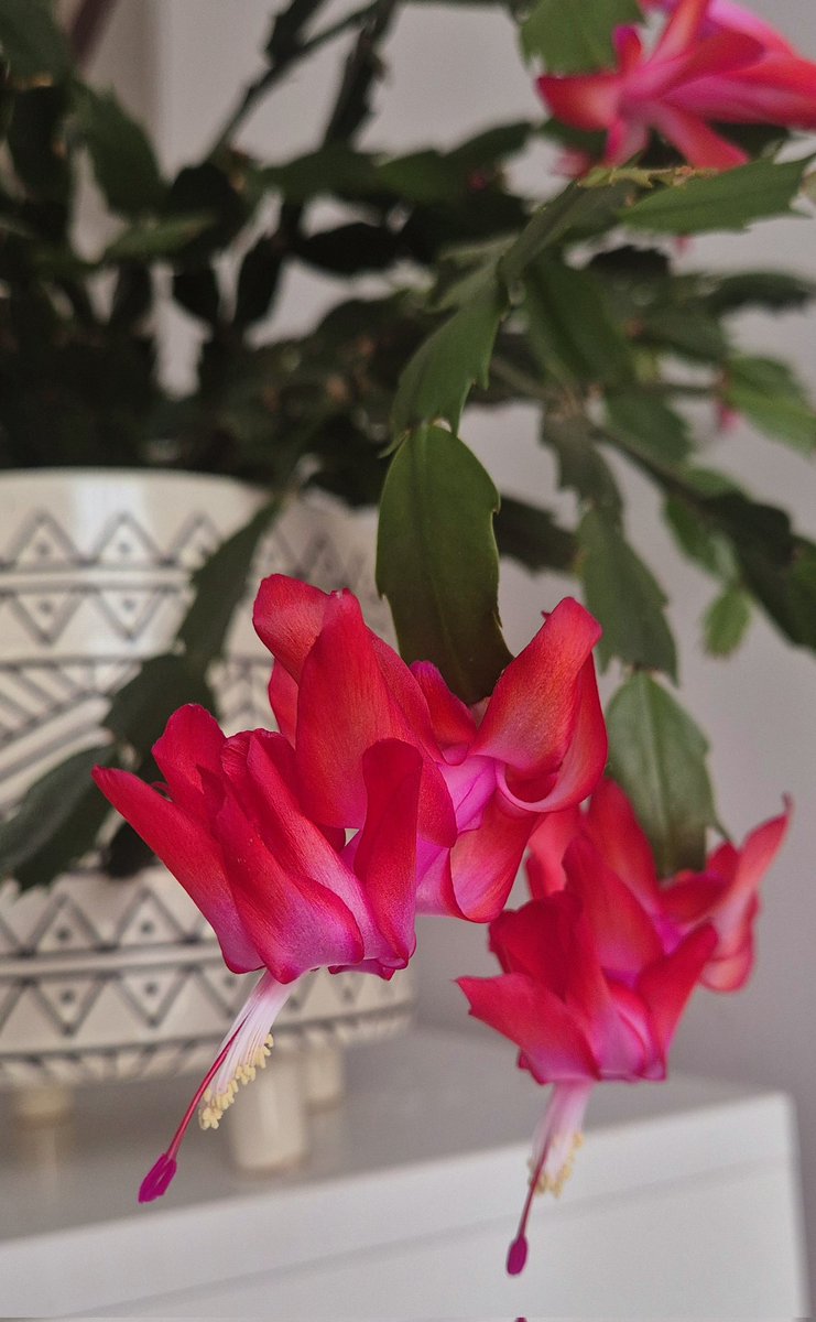 lovely_plot's tweet image. My Thanksgiving cactus is looking positively fabulous 🥰