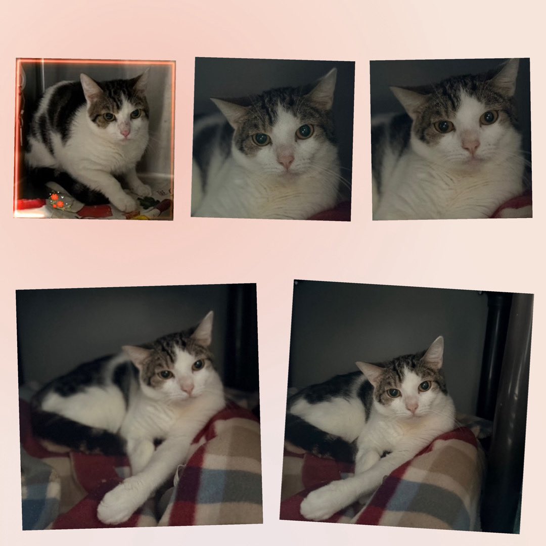 Kimberlykokourt's tweet image. DOBBY NEEDS A PLACEMENT BY SATURDAY NOVEMBER 15, 2025 BY 12PM: Hello, my name is Dobby. #dobby: My animal id is #ID235688. I am a desexed male white/multicolor tabby #cat at the #QueensACC. The shelter thinks I am about 1 years 1 months 3 weeks old. #CatsOfX #NYCACC #Donate RT