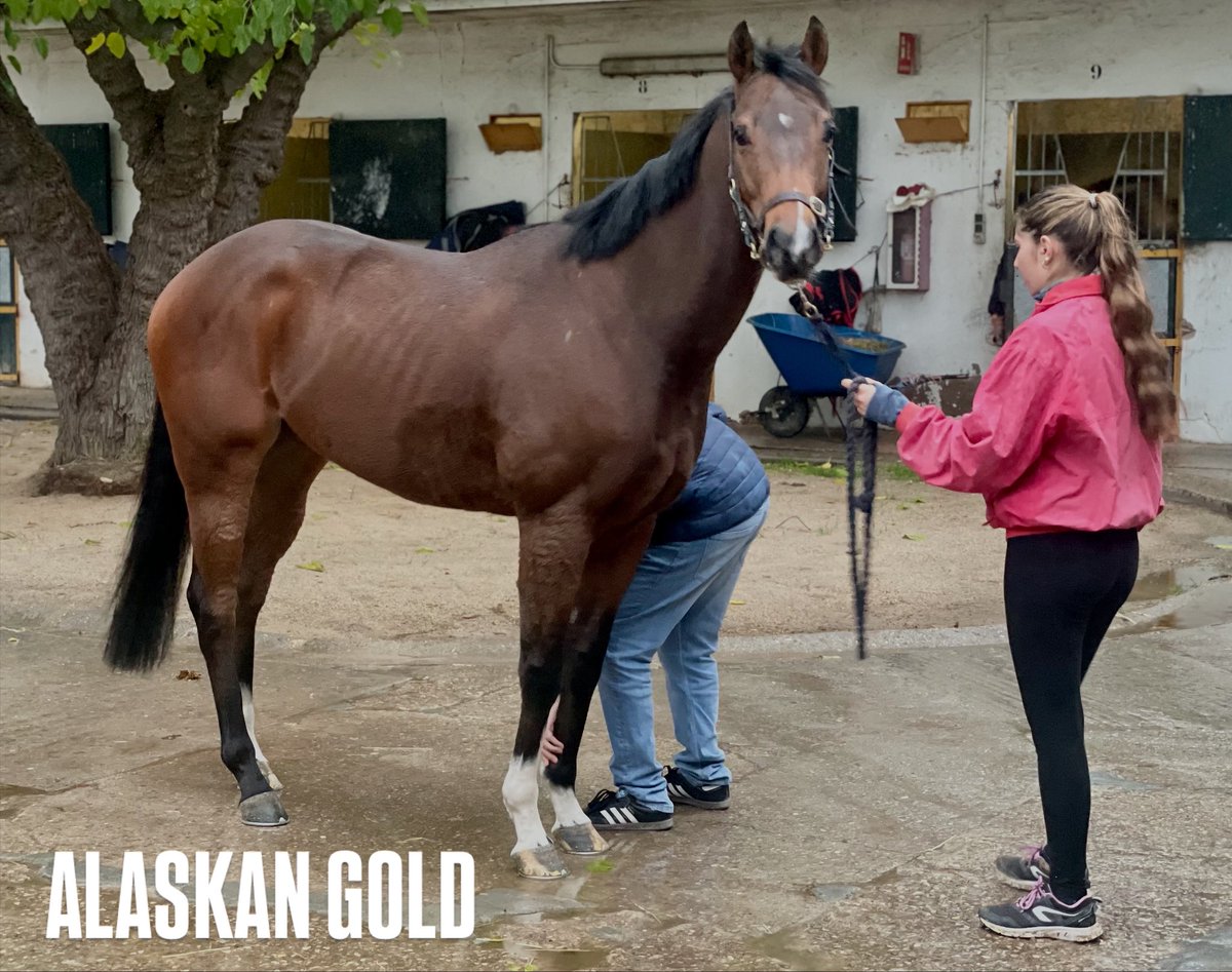 ArizkorretaR's tweet photo. 📢 El muy guapo 𝐀𝐋𝐀𝐒𝐊𝐀𝐍 𝐆𝐎𝐋𝐃 (Kodiac), integrándose ya en las rutinas de nuestra cuadra. 🥰

¿Aún no te has unido a nuestro nuevo sindicato, #GaloperX? 😱

Tienes toda la info y la opción para reservar tus acciones en https://t.co/RlqxfXEB8k

#CuadradeArizkorreta https://t.co/pGz364ueoS