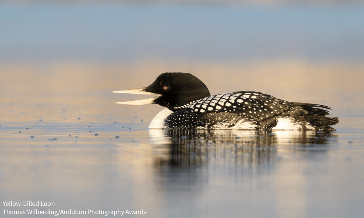 audubonsociety's tweet image. ACT NOW: America’s Arctic in Alaska supports tens of millions of migratory birds—not to mention countless other plants, animals, &amp;amp; communities—but now, Congress is considering legislation that would open the region to oil drilling. Urge them to uphold protections in the Arctic:…
