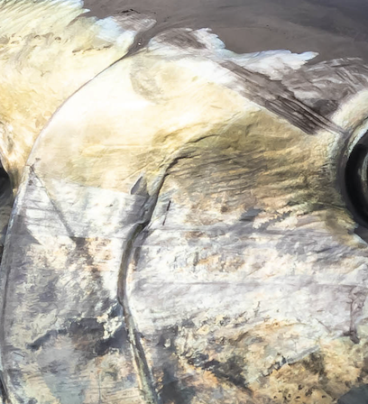 Alright let's kickoff the weekend and see who the most knowledgeable fish fans are! Fire away in the comments if you think you know what kind of fish this is!