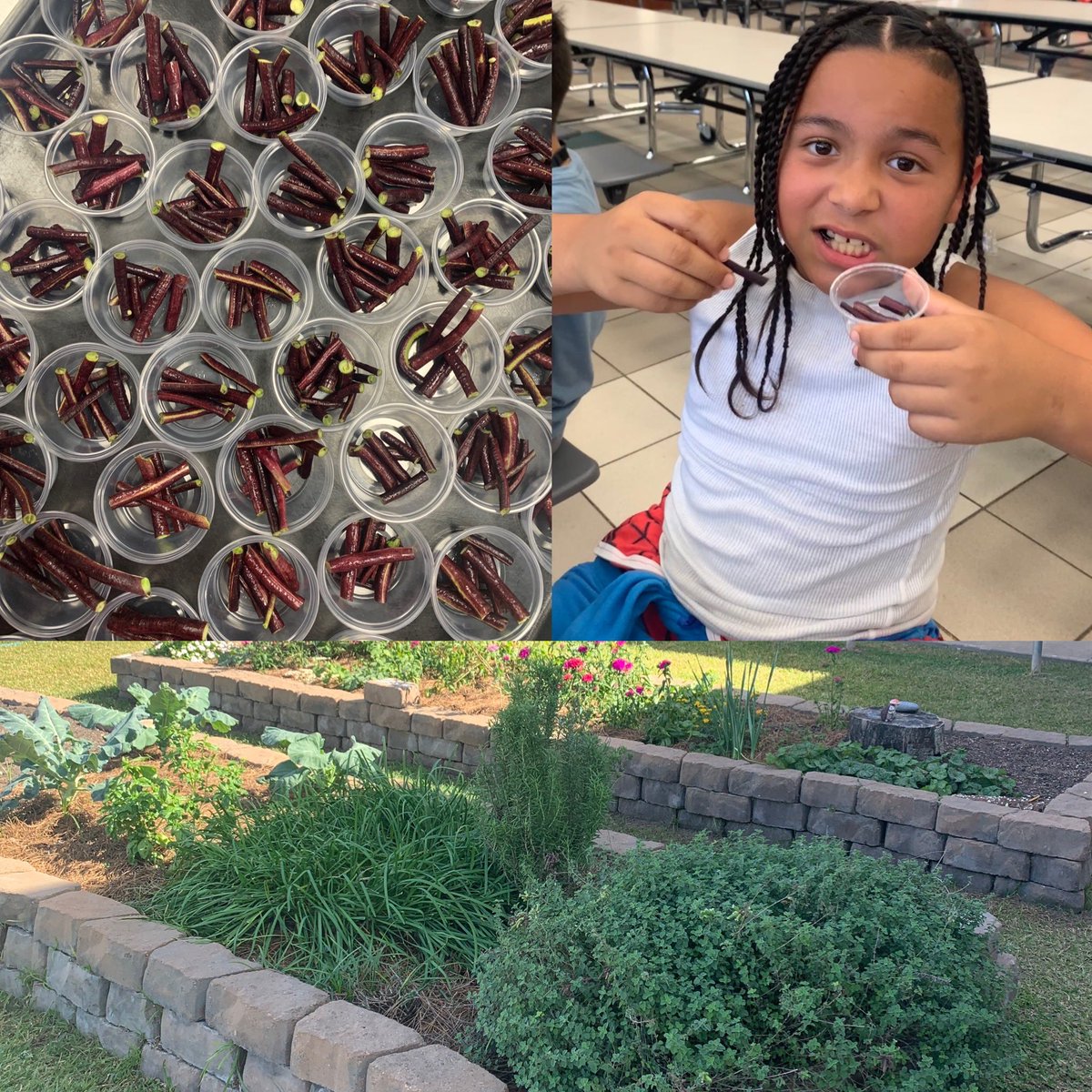 4th graders <a href="/MRobinsonElem/">M. Robinson Elementary</a> loved sampling their long beans they harvested from their school <a href="/readygrowgarden/">Ready to Grow Garden</a> . <a href="/PowerUpCafe/">Cy-Fair Nutrition</a> washed and chopped them to serve raw to taste slight sweetness. Students said it tasted like lettuce!  #gardentotable #servingfoodandlovewithcare