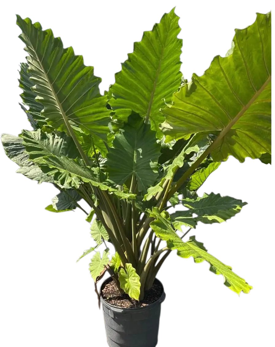 smartyplantsnur's tweet image. Elephant Ear – Alocasia ‘Portora’

Available in 3, 7, and 15 gallons.

Order here - smartyplantsnursery.com/product/elepha…

#elephantear #alocasiaportora