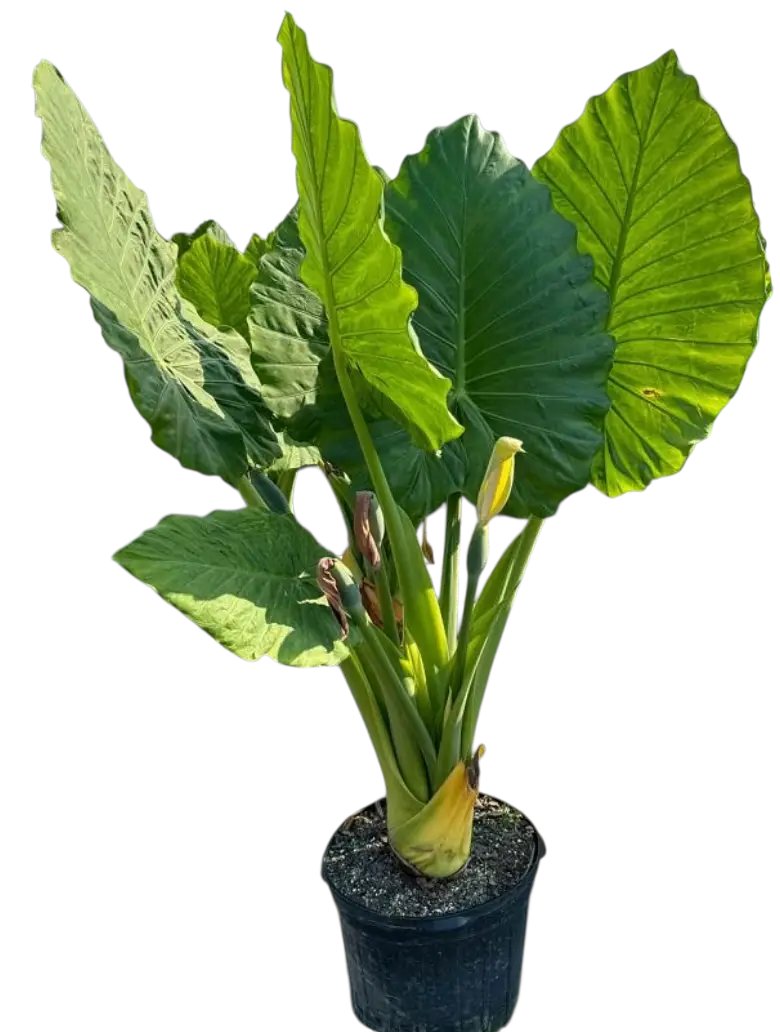smartyplantsnur's tweet image. Elephant Ear – Alocasia ‘Portora’

Available in 3, 7, and 15 gallons.

Order here - smartyplantsnursery.com/product/elepha…

#elephantear #alocasiaportora