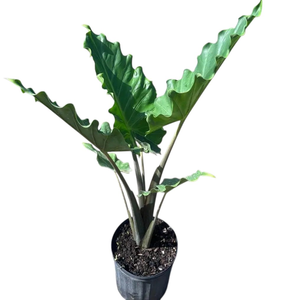 smartyplantsnur's tweet image. Elephant Ear – Alocasia ‘Portora’

Available in 3, 7, and 15 gallons.

Order here - smartyplantsnursery.com/product/elepha…

#elephantear #alocasiaportora