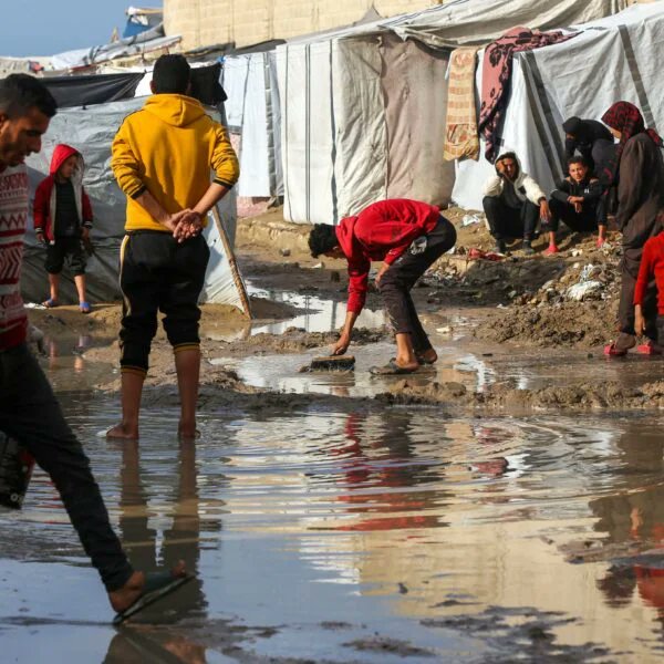 Falasteen Freed Official tweet media