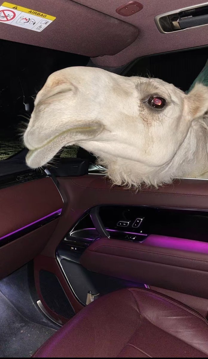 F7xx3's tweet photo. 🐪- https://t.co/a3n2Cv8r93