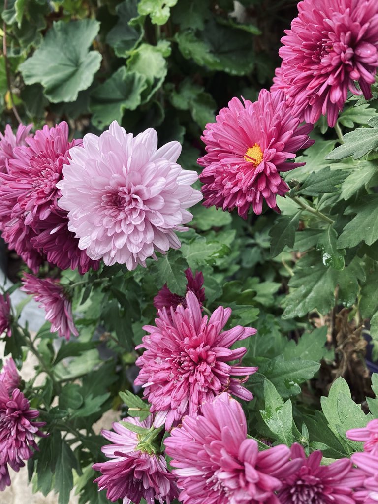 «أغدًا ألقَاك؟ 
يا خَوْفَ فُؤَادِي مِنْ غَدِ 
وَاحْتِرَاقِي في انْتِظَارِ المَوْعِدِ»