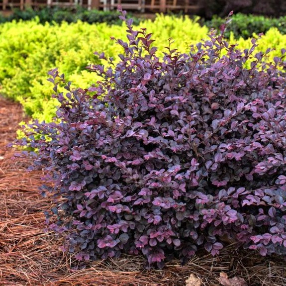 Enjoy Weekend Savings through Sunday, November 16th.
💚 Helleborus 1 Qt. Pots Reg. 16.99 | SALE 9.99
💚 Encore® Azaleas 3 Gal. Pot SALE 19.99
💚 Crimson Fire Loropetalum 3 Gal. Pots SALE 24.99
💚 Save 20% on Pick &amp; Plant Service

Learn More: bit.ly/3PSD6c9