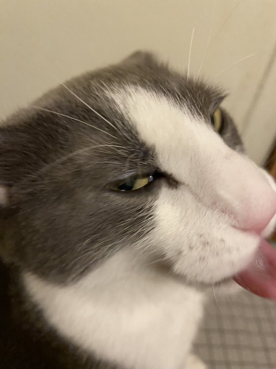 adarsh_018's tweet photo. Soggy Cat ❤️ https://t.co/LWYxvzljOL