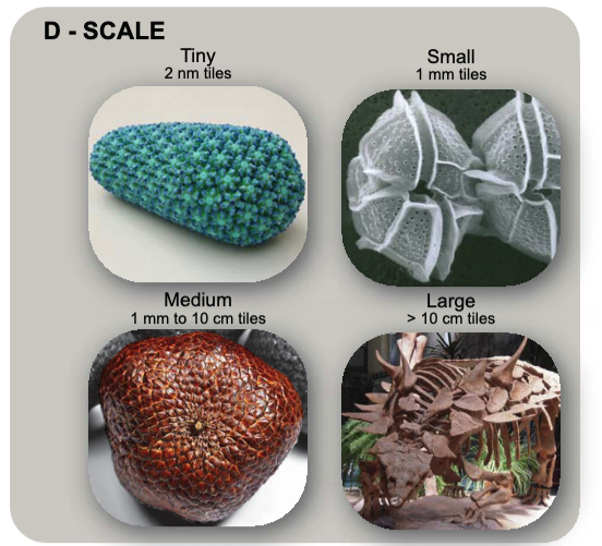 PNASNexus's tweet image. Tile patterns from 100 examples in nature spanning the tree of life are collected, ranging from tiny tiles on a virus’s capsid to giant tiles on ankylosaurus armor. 
Check out the companion website at: ow.ly/wFvM50XrKZb 

Read now in PNAS Nexus: ow.ly/Ihyx50XrKZ8