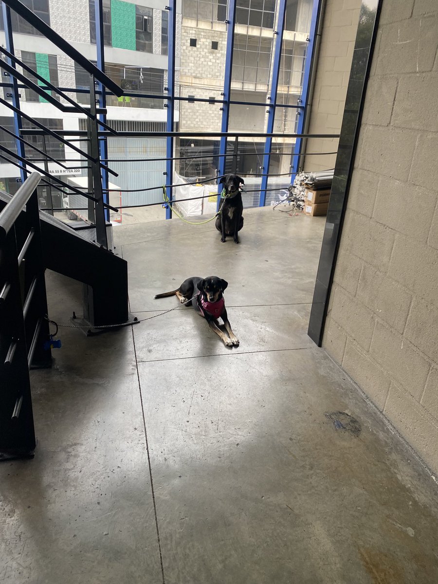 CaraMia440's tweet image. Les juro que si dejan a sus perritos en la casa 2 horas mientras vienen al gimnasio no les va a pasar nada y van a estar más cómodos, qué costumbre tan cula la que cogieron.