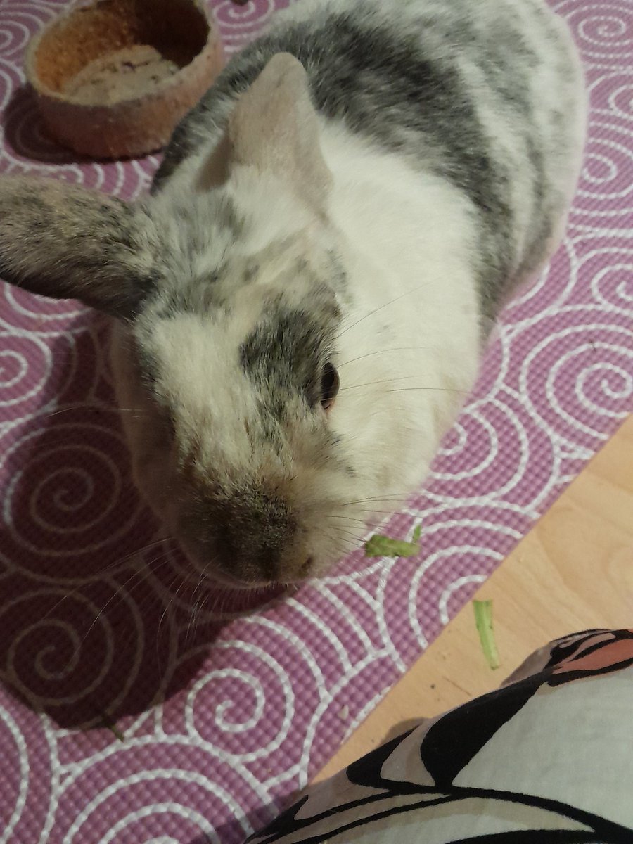 Hello pals remember to sign up for Bunny Secret santa #25bss this weekend. Tomorrow, I will start pairing to make the puzzle complete. But please keep joining you have all weekend still to join us.
I'll throw more reminders this weekend 🐇🎅🎁🎄