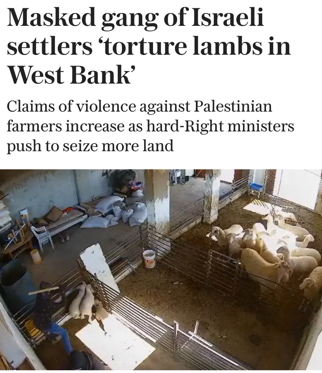 dahrinoor2's tweet image. 🇮🇱 Today I read the devasted news as well as saw a video the Jewish settlers shattered car windscreens and set harvests on fire, before three settlers entered the pen and beat lambs to death in front of the ewes. The lambs were thrown to the ground and beaten with concrete…